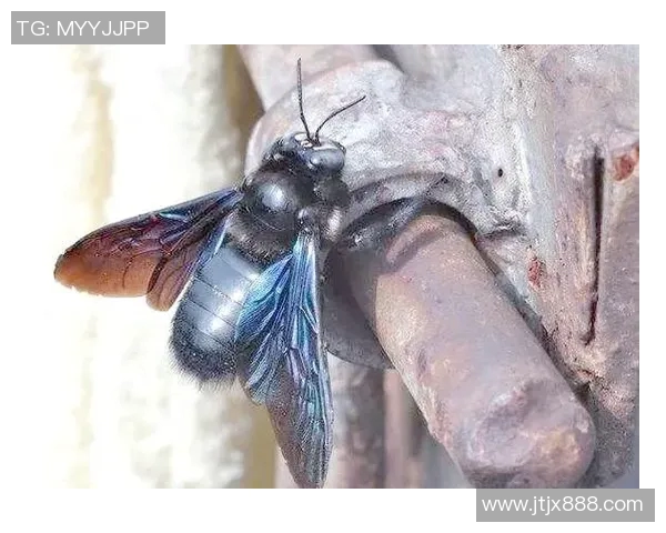 攀岩新手必看:从零开始的耐力训练全面指南与技巧分享 攀岩新手必看:从零开始的耐力训练全面指南与技巧分享