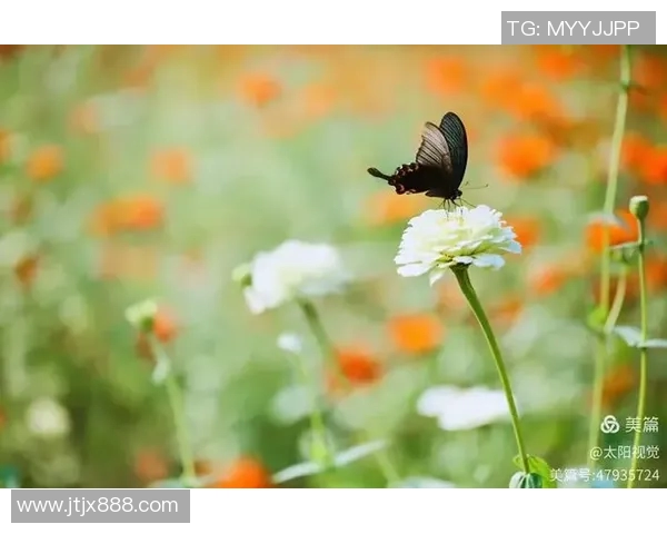 23与24的对比图片分析揭示了两者之间的细微差异与独特魅力 23与24的对比图片分析揭示了两者之间的细微差异与独特魅力